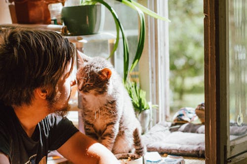 Gratis Kucing Lucu Mencium Bau Pria Berjanggut Yang Tidak Bisa Dikenali Di Ambang Jendela Di Rumah Foto Stok