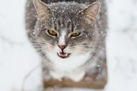 一只灰白色的家猫在寒冷的环境中聚精会神地盯着它，身上落着雪花