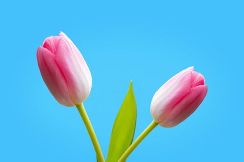 Pink Tulips in Bloom