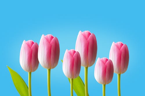 Pink Tulips Against Blue Background