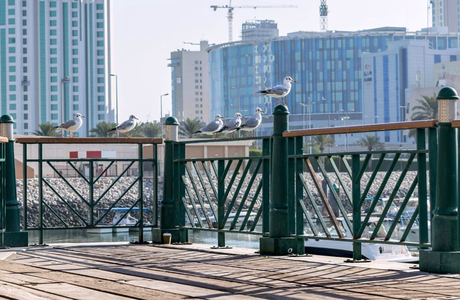 Seagulls on a dock railing with modern cityscape in the background during daytime.