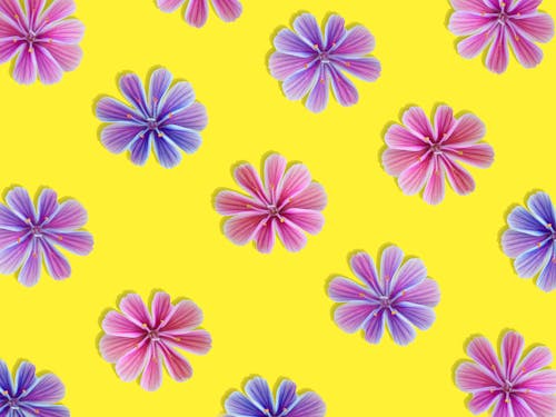 Purple and Pink Flower Illustration