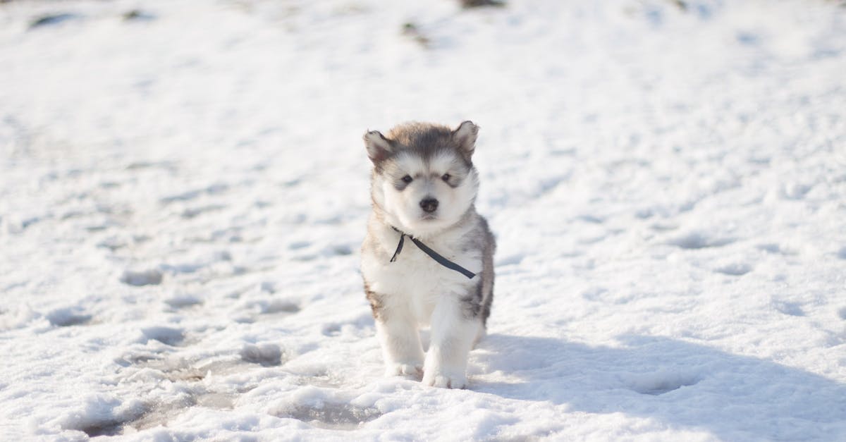 How long to boil frozen chicken breast for dog