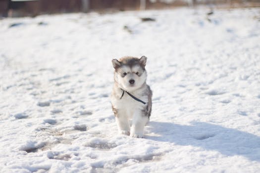 A cute Siberian Husky puppy exploring a snowy landscape in winter.