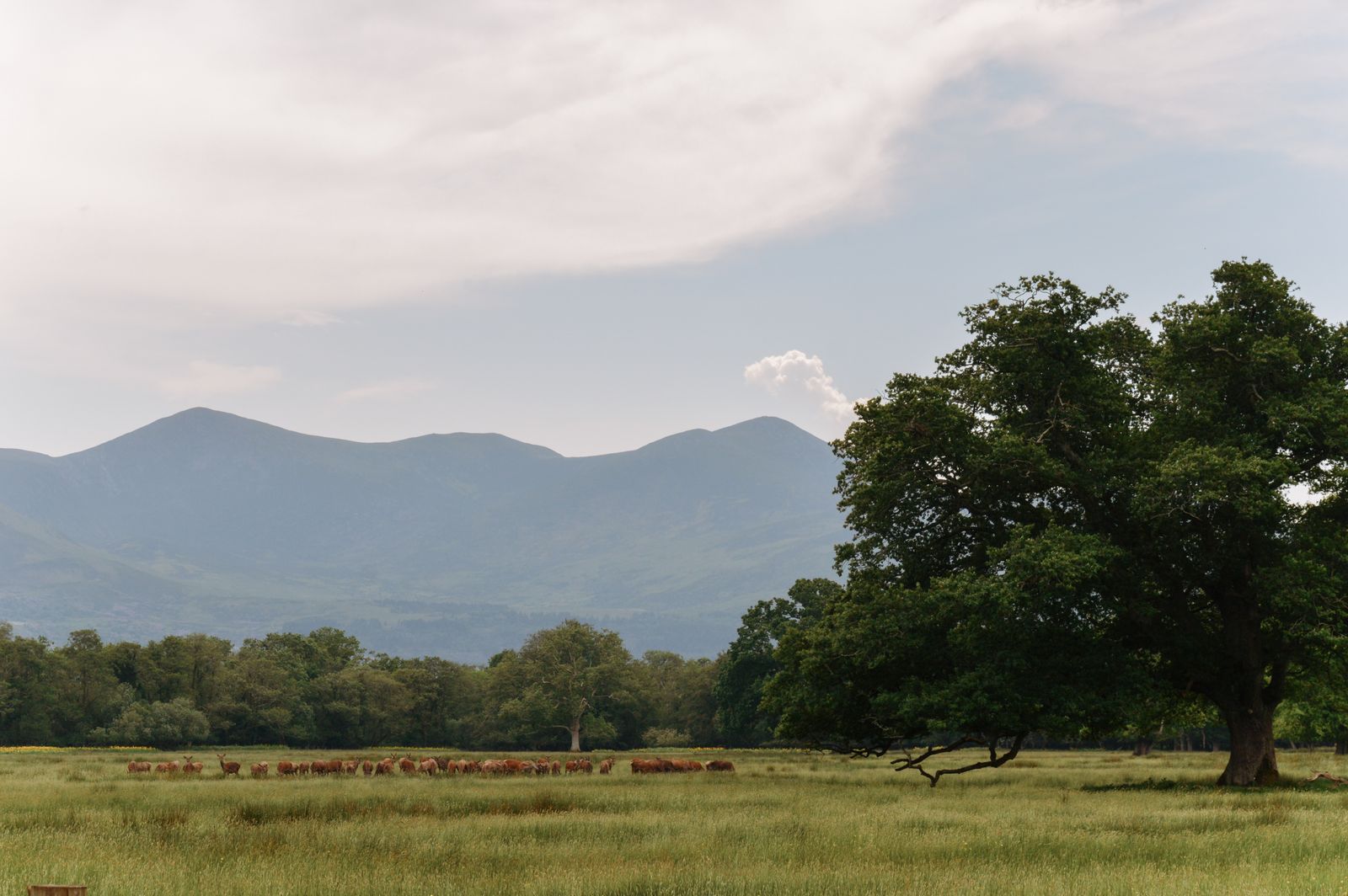 Landscape with mountains, trees, and grazing cattle in Killarney National Park, Ireland