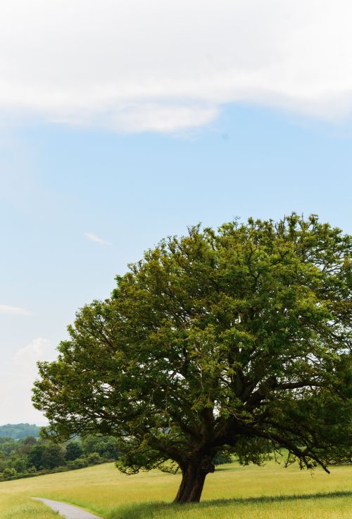 Free Stunning oak tree standing alone in the lush Irish countryside under a bright blue sky. Stock Photo