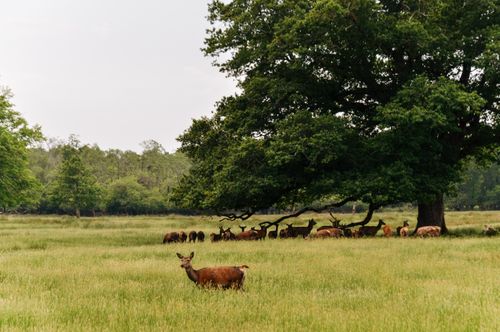 Free A herd of deer grazing under a large tree in a lush green field in Ireland. Stock Photo