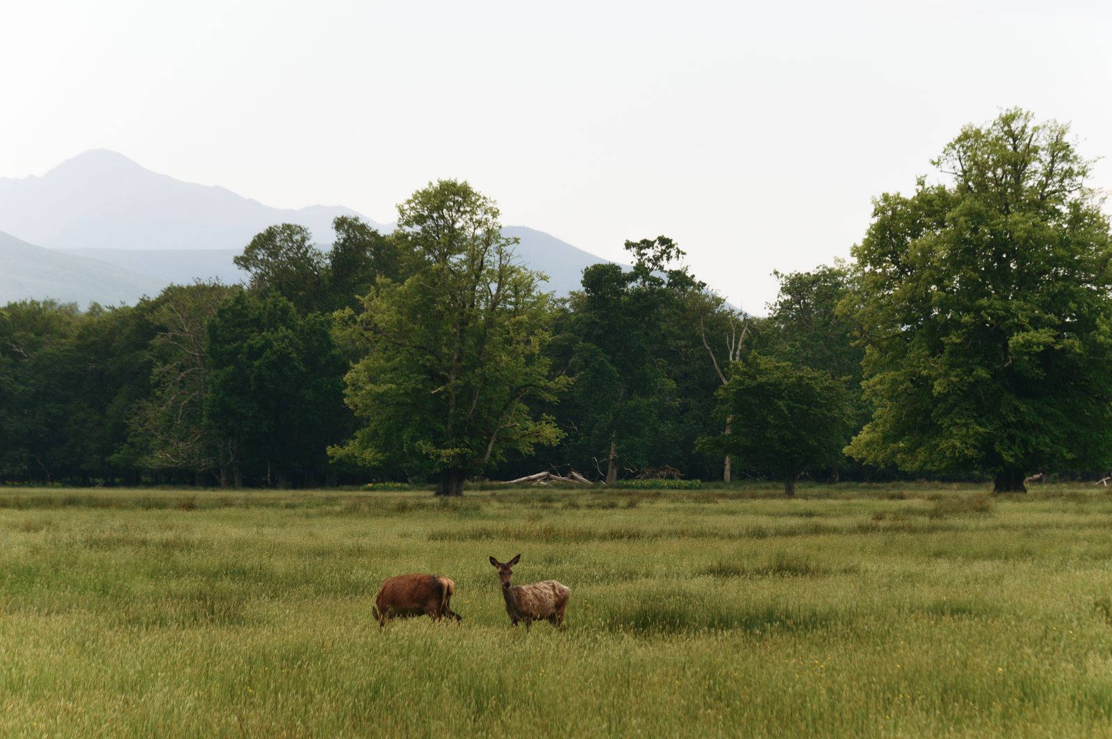 Two deer grazing in a green field in Ireland with distant mountains and dense trees