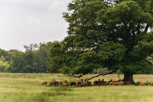 Free Peaceful scene of deer resting under a sprawling oak tree in the lush Irish countryside. Stock Photo