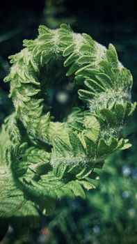 Detailed macro shot of a young fern frond uncurling with lush green leaves and soft texture.