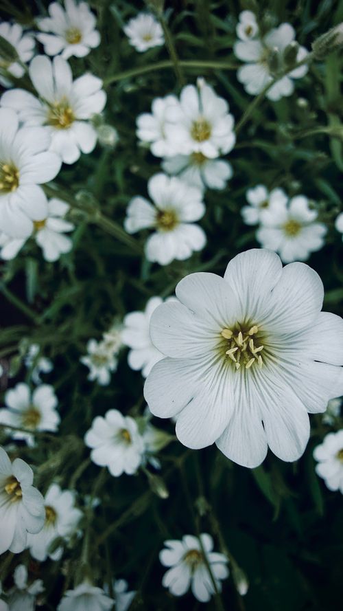 Free Beautiful close-up of white flowers in bloom, showcasing delicate petals and natural beauty. Stock Photo