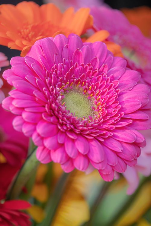 Free Close-up of colorful gerbera daisies with focus on a vibrant pink bloom. Stock Photo