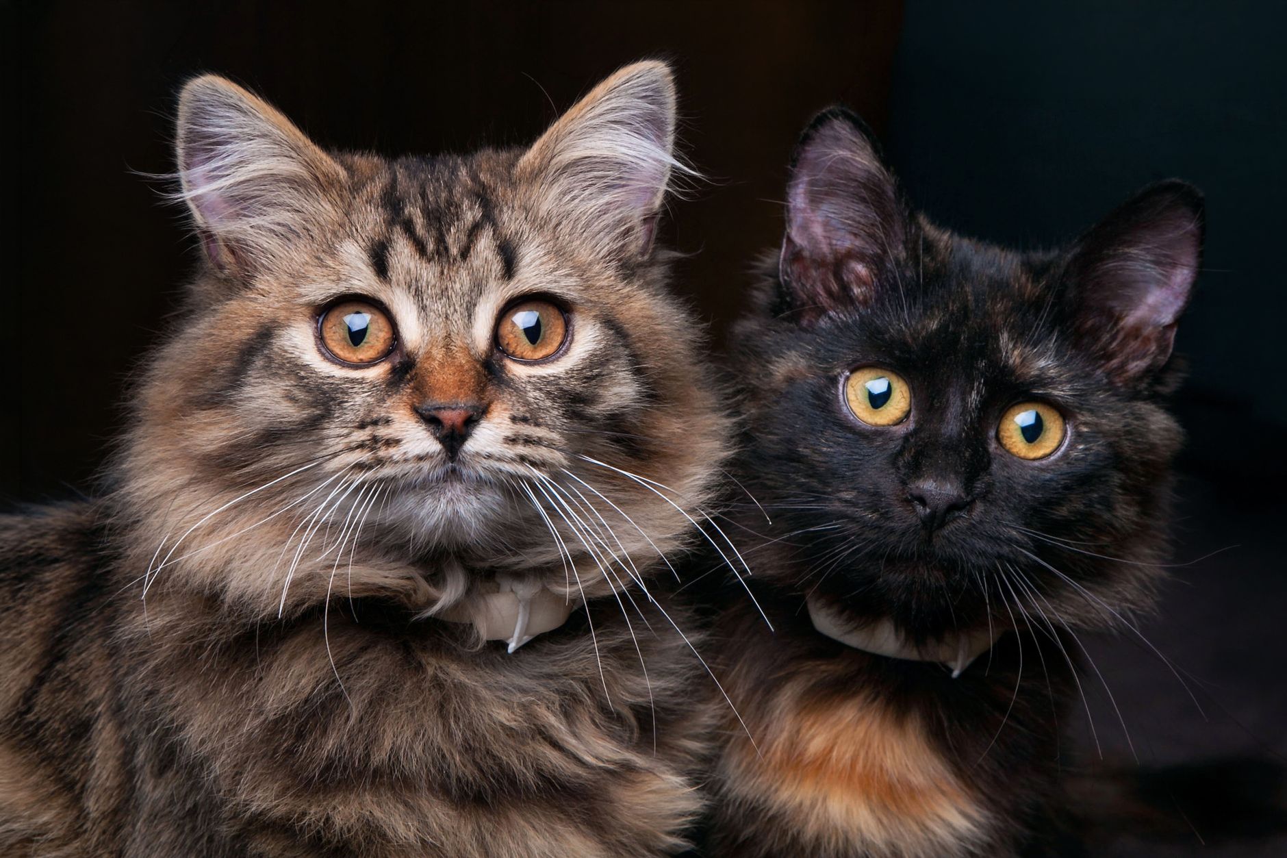 Portrait of a cat at a veterinary clinic