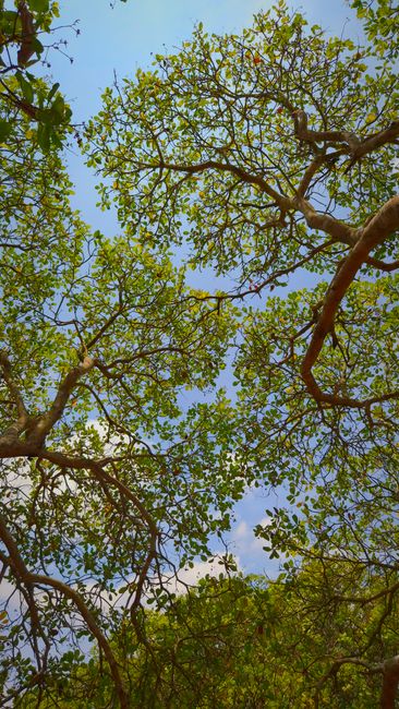 Fotomural Vista de una exuberante copa de árboles contra un cielo despejado en Gia Lai, Vietnam.