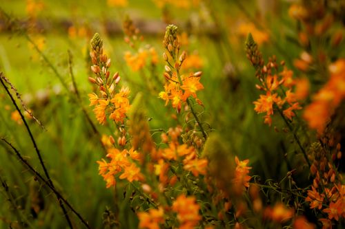 Free Close-up of bright orange wildflowers in full bloom in a lush green field in Santa Catarina, Brazil. Stock Photo
