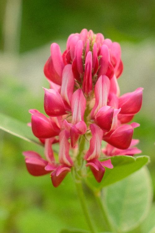 Free Detailed close-up of a vibrant pink wildflower showing intricate petals against a blurred natural background. Stock Photo