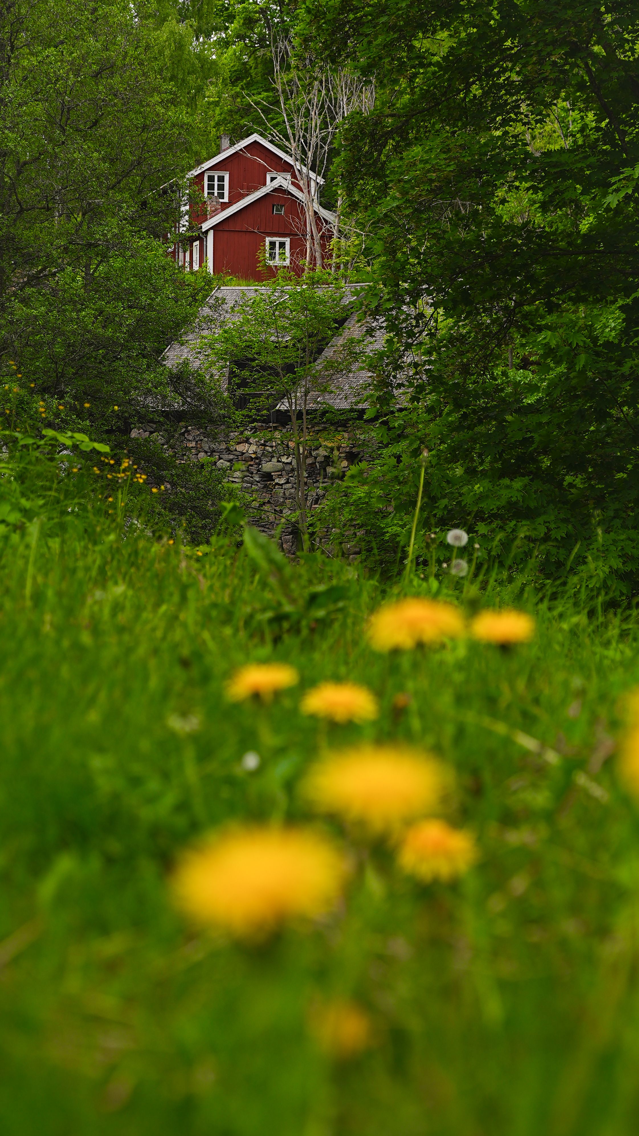 A vibrant red house nestled in a lush green forest with dandelions in the foreground.