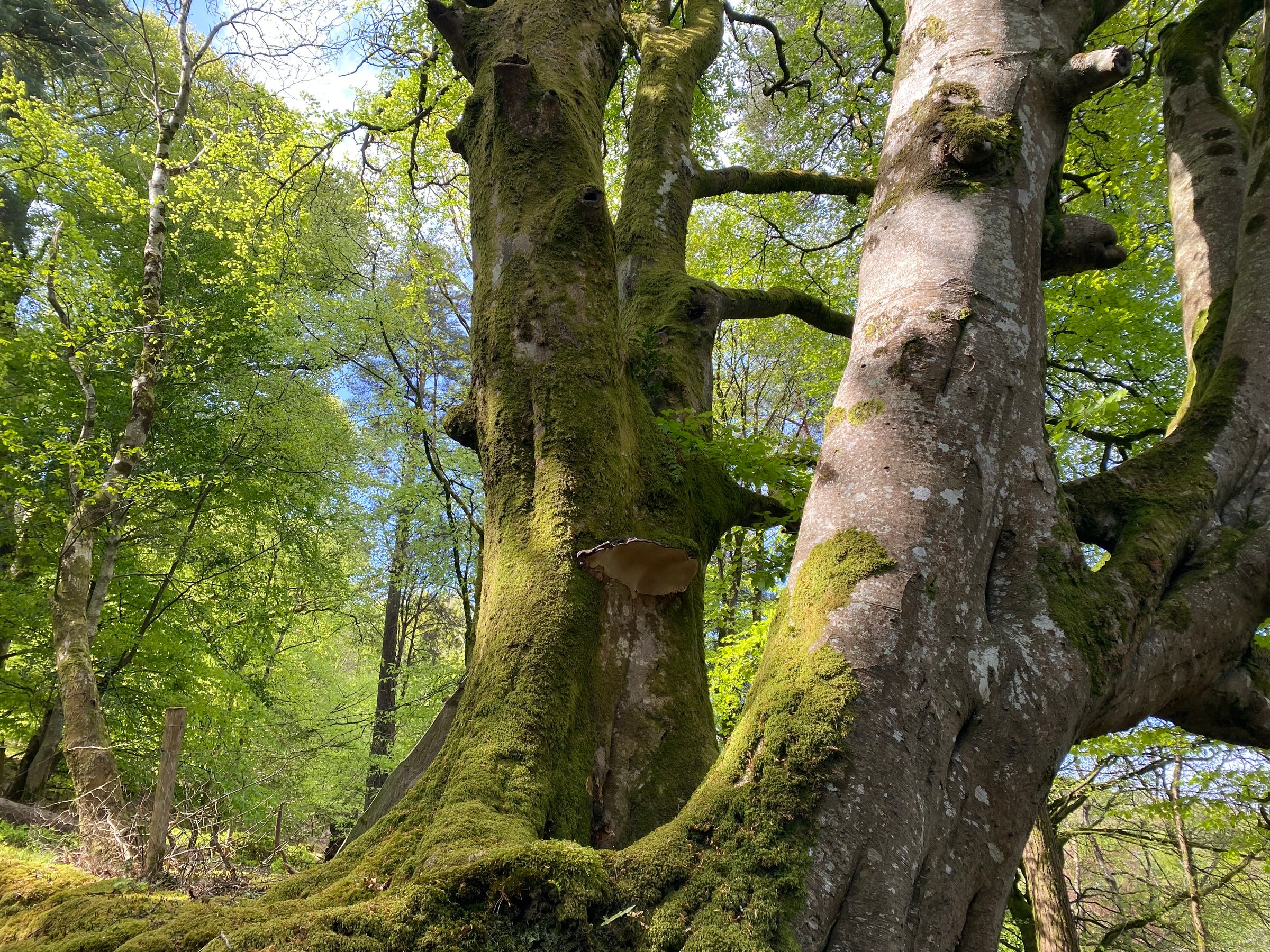 A scene of moss-covered trees in a Irish forest under blue skies