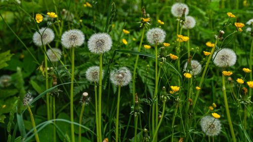 Free A vibrant meadow of dandelions and buttercups capturing nature's beauty in springtime. Stock Photo