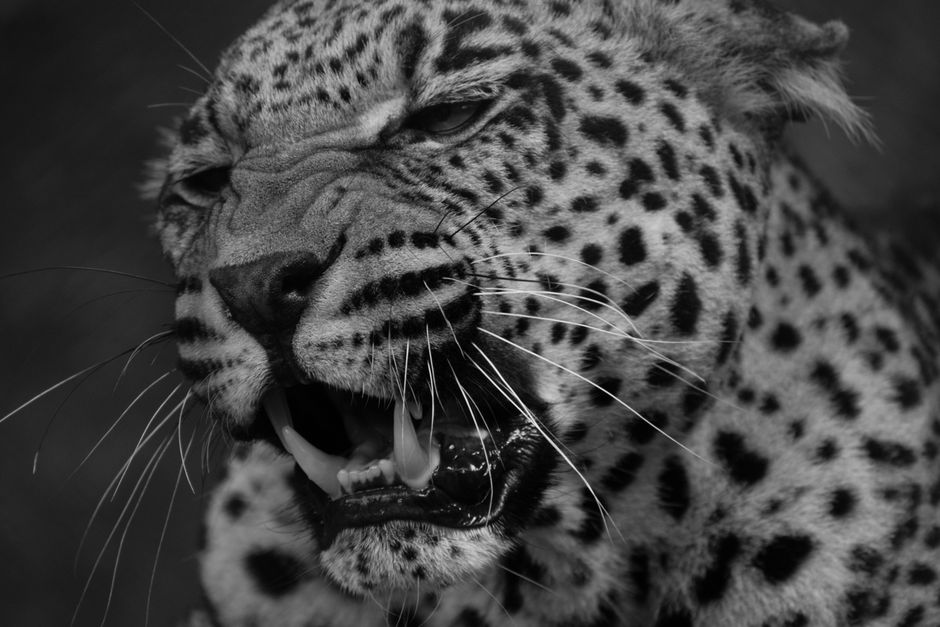 Close-up black and white image of a leopard snarling, showcasing intense details of its fur and teeth.