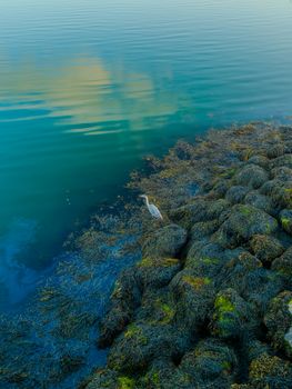 Stunning view of a heron on the rocky coast of County Kerry, Ireland at dawn.