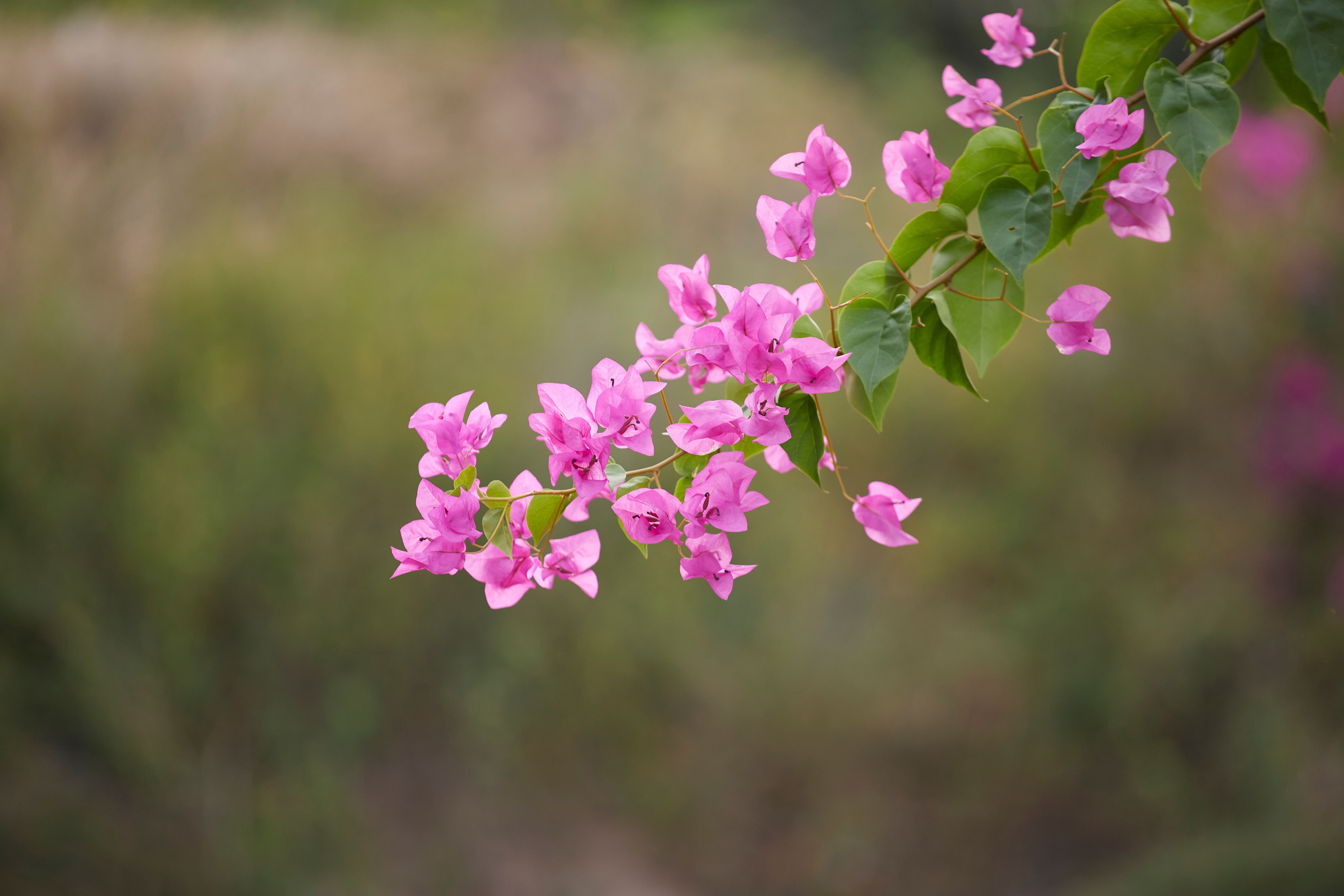 [ColoSach]-close-up-of-pink-bougainvillea-flowers-against-a-blurred-natural-background-in-quy-nhon,-vietnam.