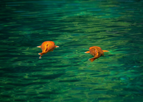 Two vibrant koi fish swimming gracefully in clear, green water.