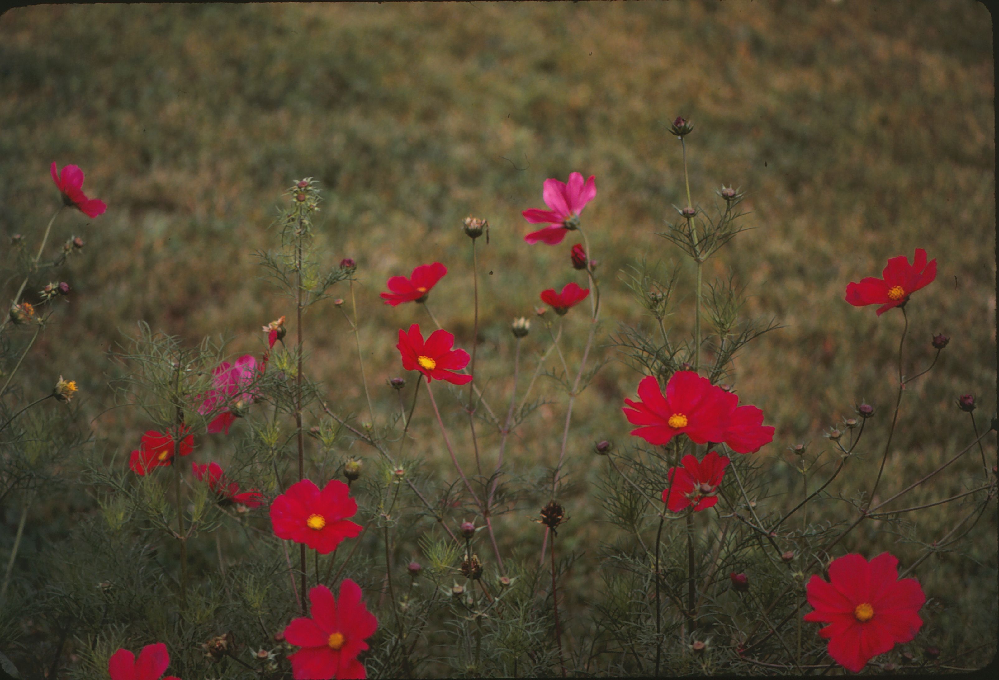 [ColoSach]-beautiful-red-cosmos-flowers-in-full-bloom-in-a-grassy-field-under-natural-daylight.