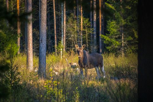 Free Moose standing in a forest clearing, surrounded by sunlit trees and greenery. Stock Photo