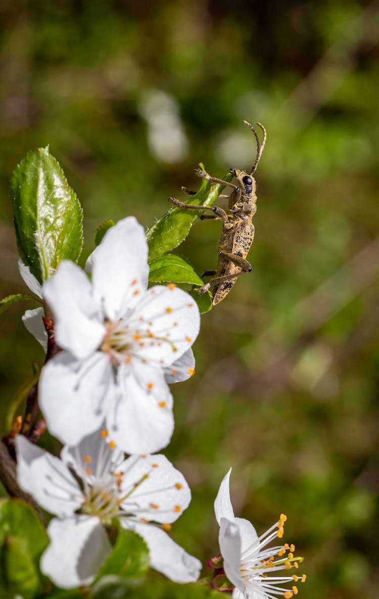 Brown Beetle Perched On White Flower