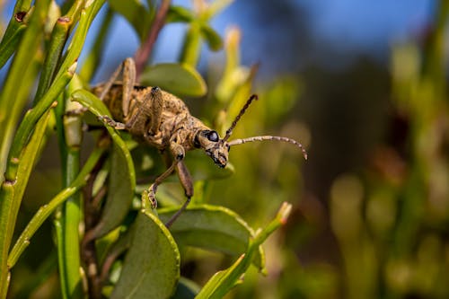 Brown Beetle Perched on Green Leaf