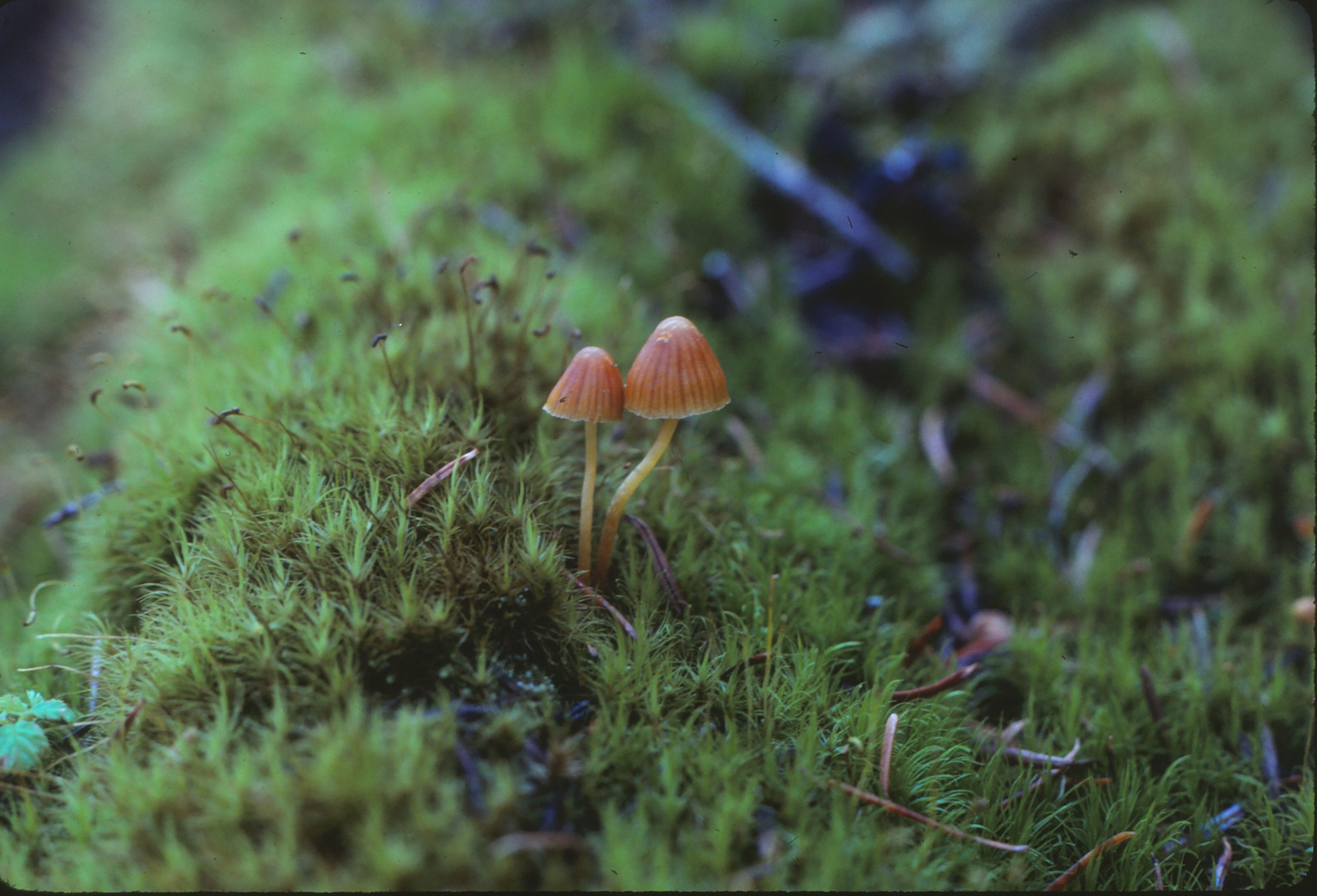 Gratis To små brune svampe, der vokser på farverig grøn mos, fanget i Washingtons skov. Lagerfoto