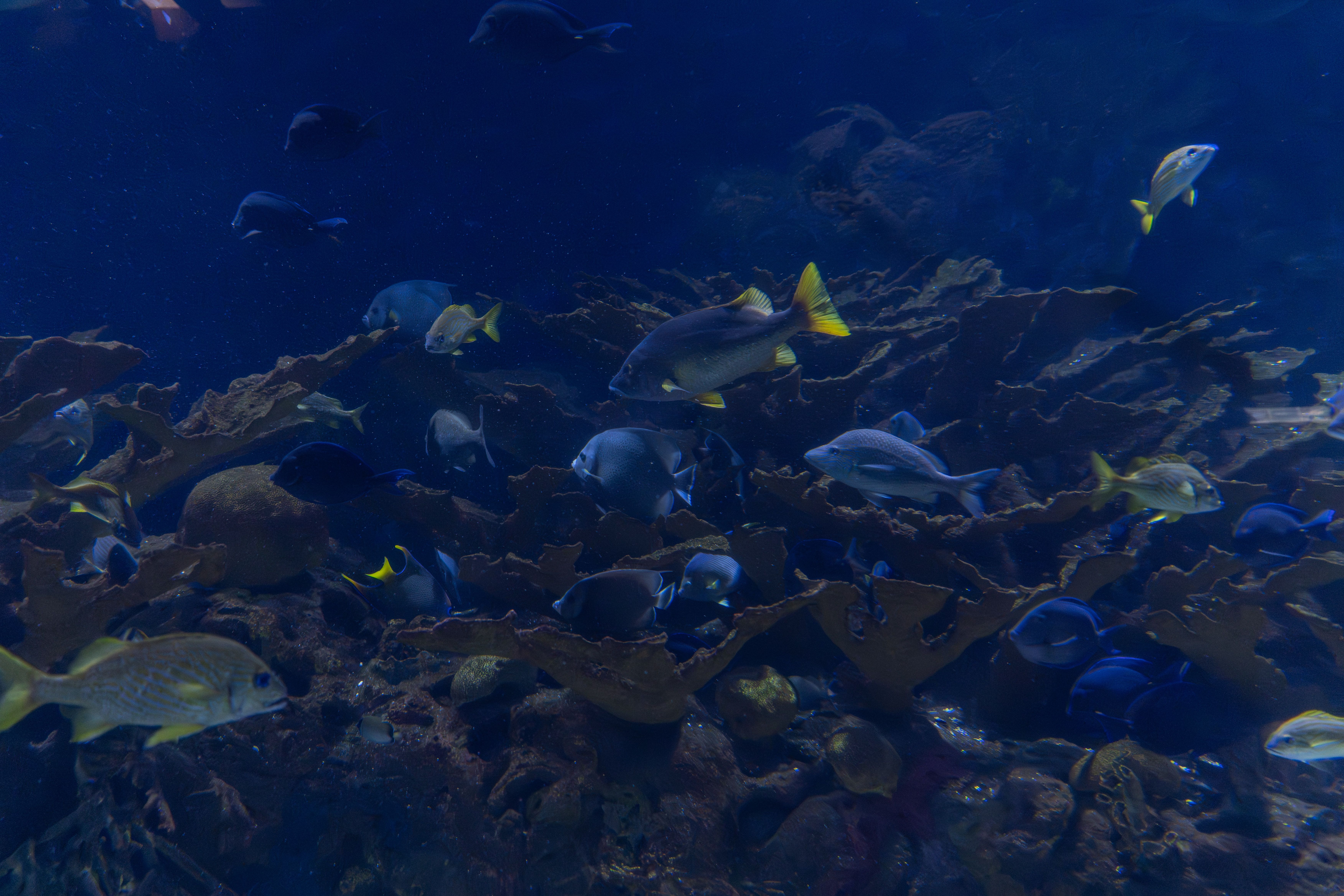 fish like tannins