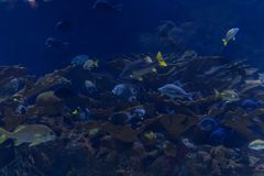 Limasawa Island Wall
