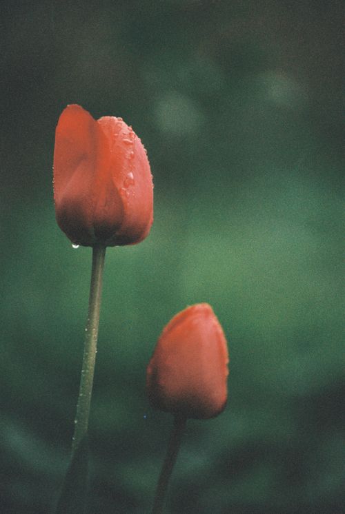 Free Close-up of two red tulips with dewdrops against a blurred green background. Stock Photo