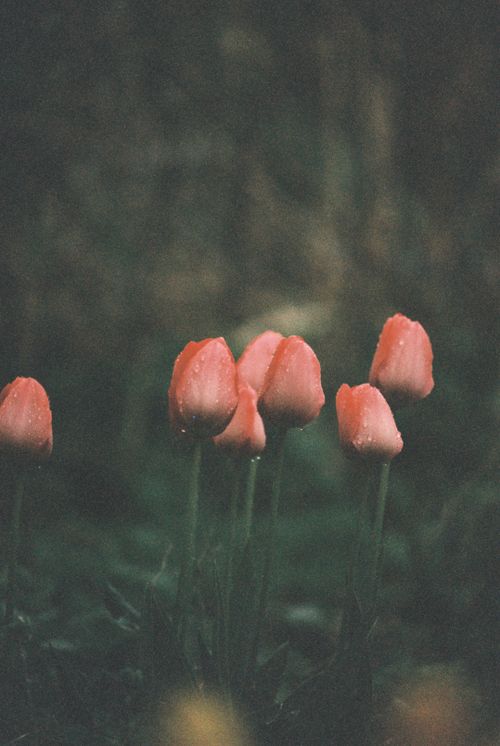 Free A group of pink tulips with water droplets in a dimly lit garden, exuding a moody and soft atmosphere. Stock Photo