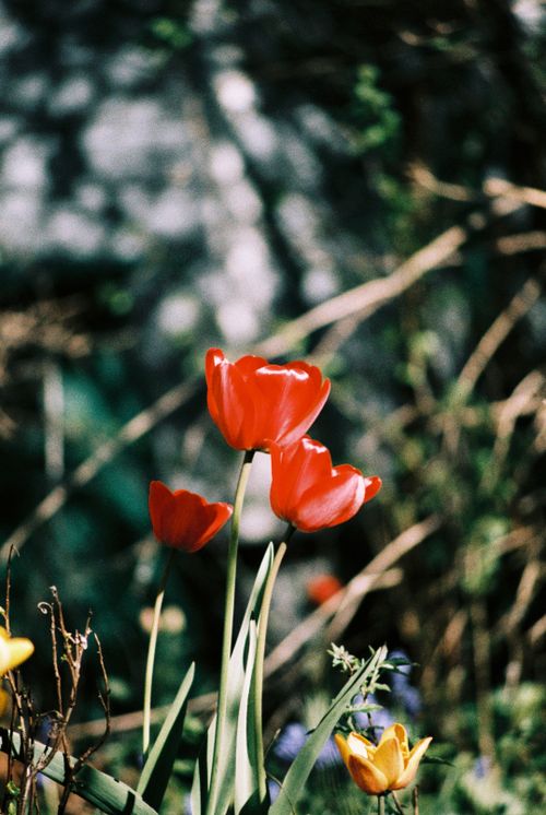 Free Delicate red tulips blooming in a lush spring garden, capturing nature's beauty. Stock Photo