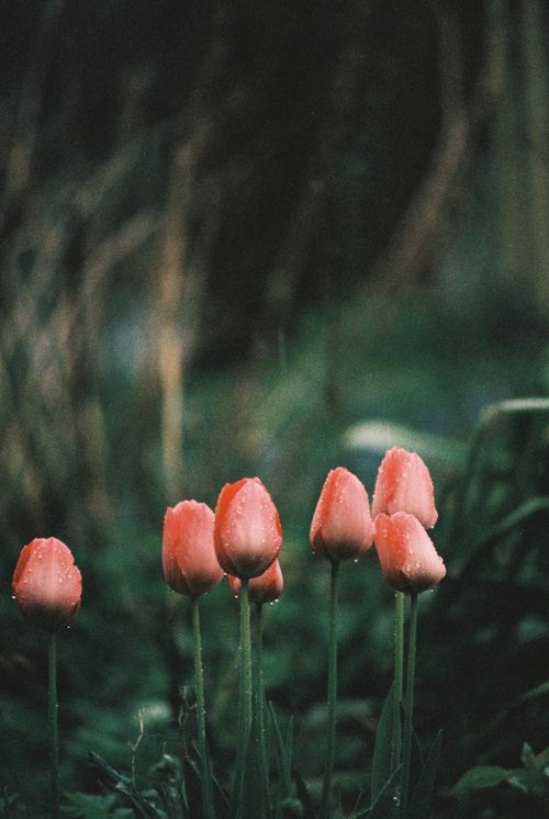 Free Vivid pink tulips with dewdrops in a lush, green garden setting, capturing spring's essence. Stock Photo