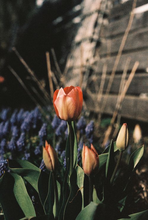 Free A colorful tulip garden blooming in spring's warm embrace. Stock Photo