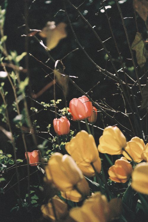 Free Colorful tulips blooming in a garden with soft lighting, evoking spring's natural beauty. Stock Photo