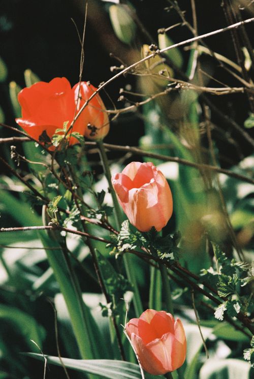 Free Beautiful orange tulips blooming amidst lush green foliage in a sunny spring garden. Stock Photo