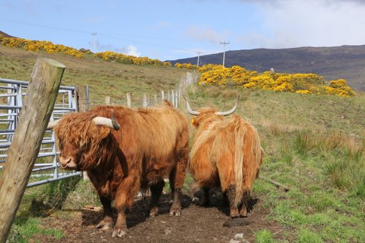 A pair of Highland cattle in a scenic rural landscape on the Isle of Skye, Scotland.