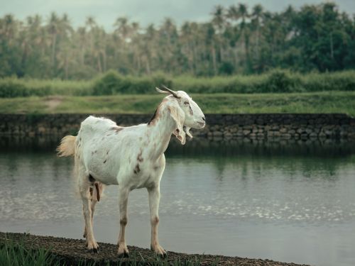 Free A white goat stands tranquilly by a lush riverside, exuding a peaceful rural vibe. Stock Photo