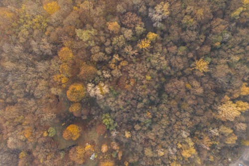 Foto profissional grátis de aerofotografia, árvores, de cima