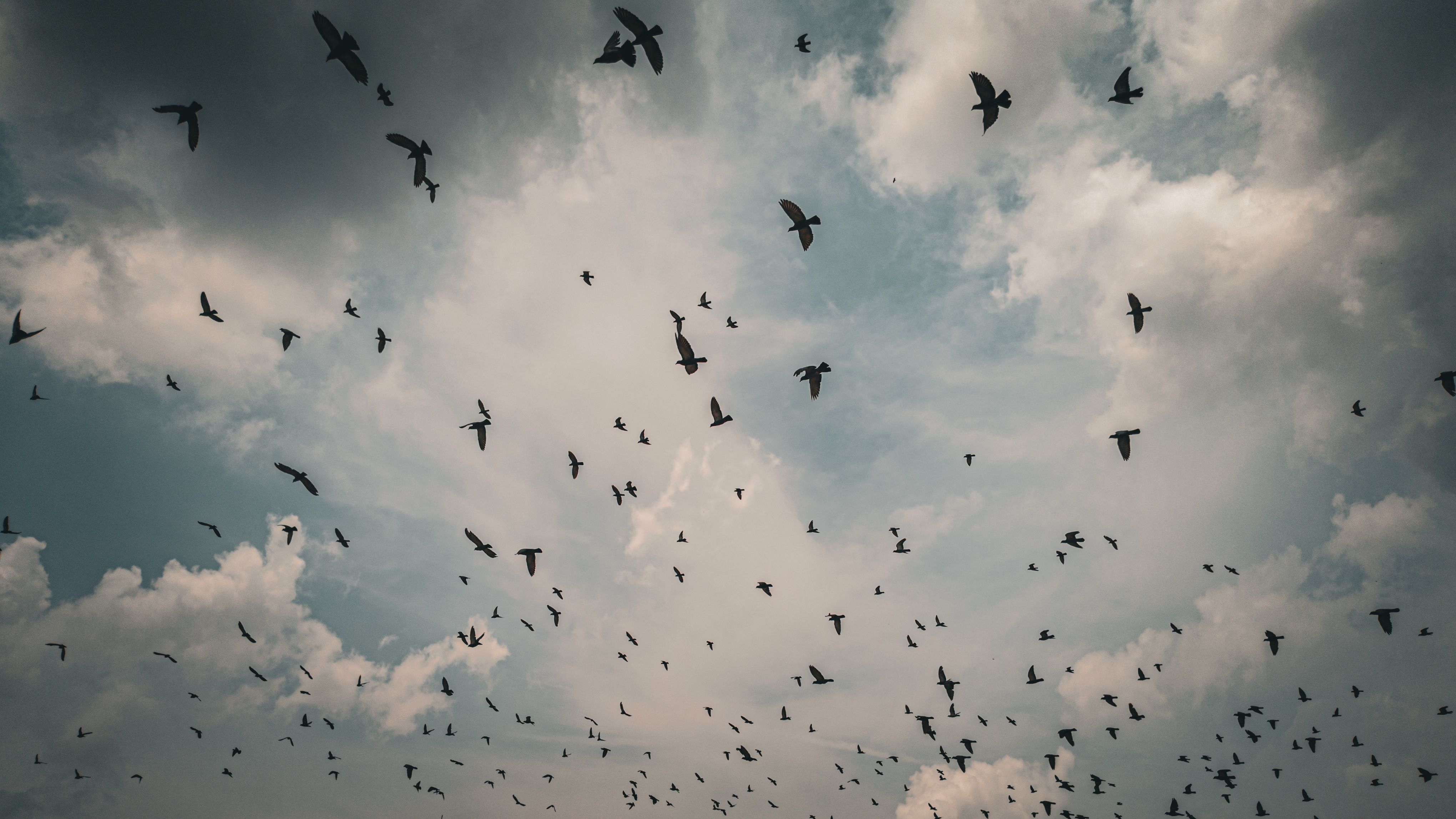 A captivating view of a flock of birds against a dramatic sky in Ludhiana, Punjab.