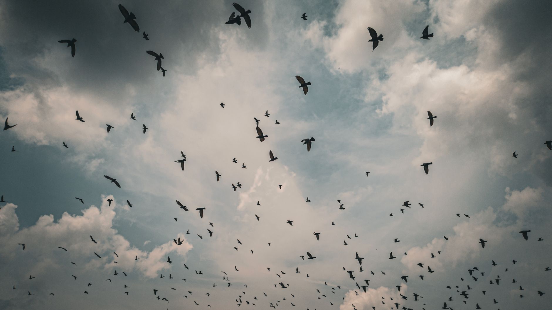 A captivating view of a flock of birds against a dramatic sky in Ludhiana, Punjab.
