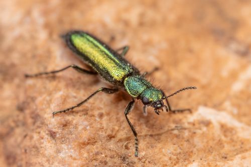 Free Close-up view of an iridescent green beetle on a stone surface showcasing vivid details and textures. Stock Photo