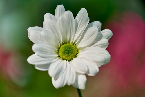 Free A detailed close-up of a white daisy flower in full bloom with a blurred green background. Stock Photo