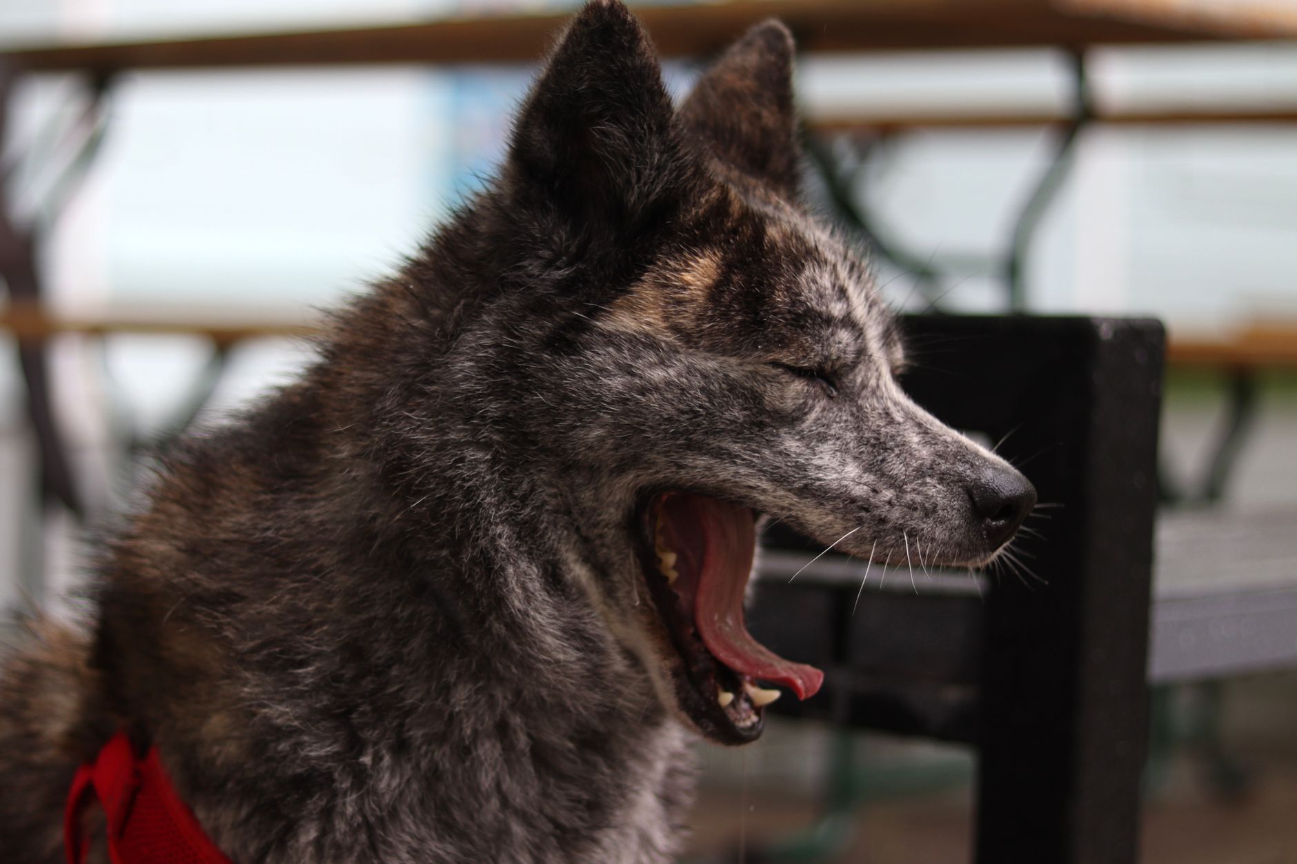 Portrait of a dog at a veterinary clinic