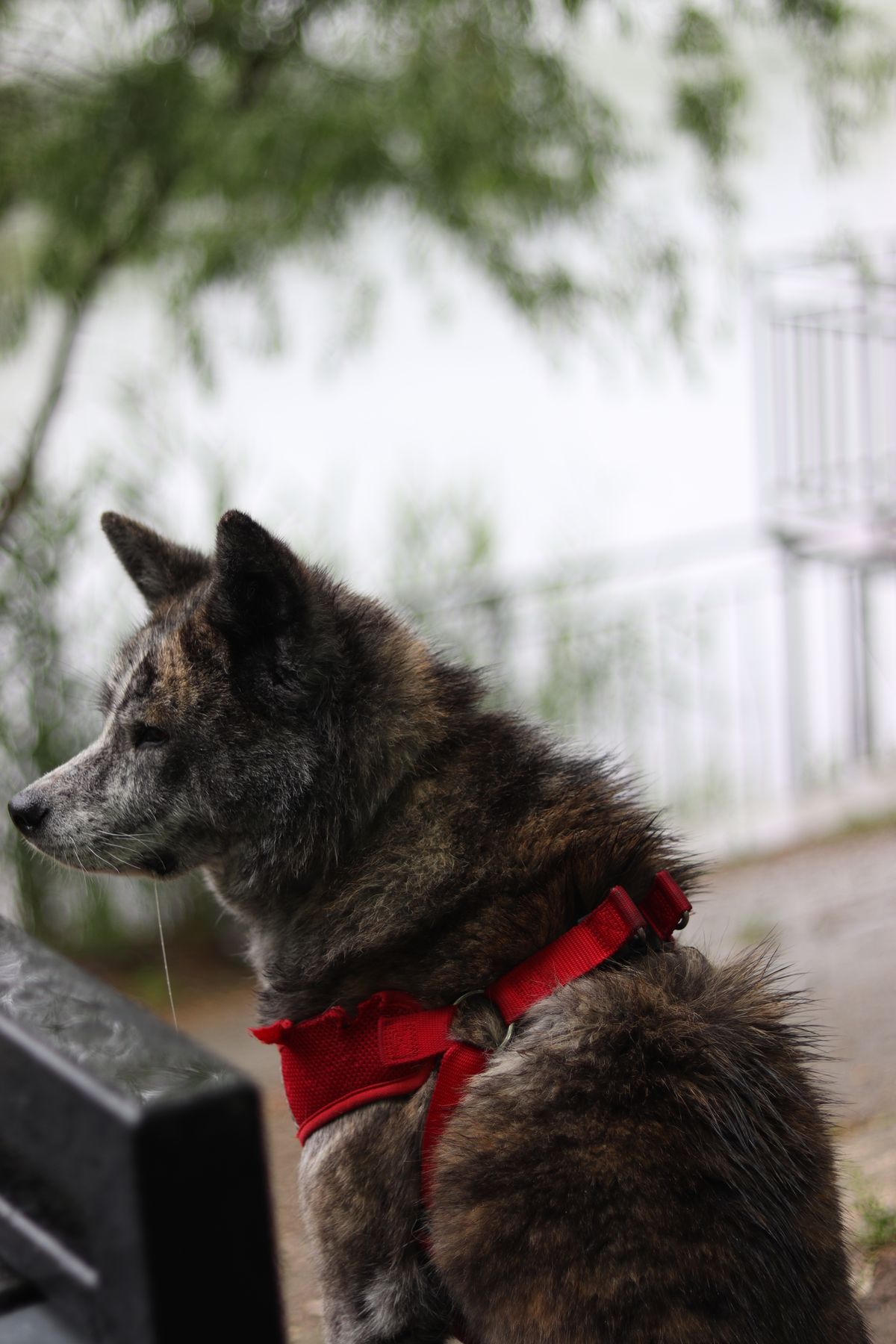A brindle Akita Inu dog wearing a red harness